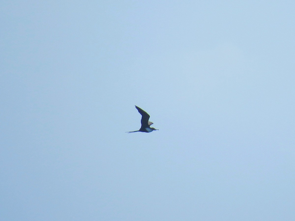 Great Frigatebird - ML644577704