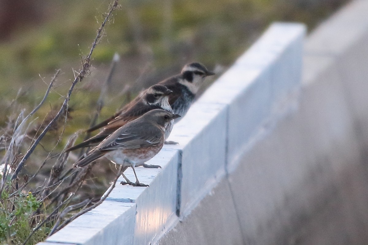 Grive de Naumann - ML644577705