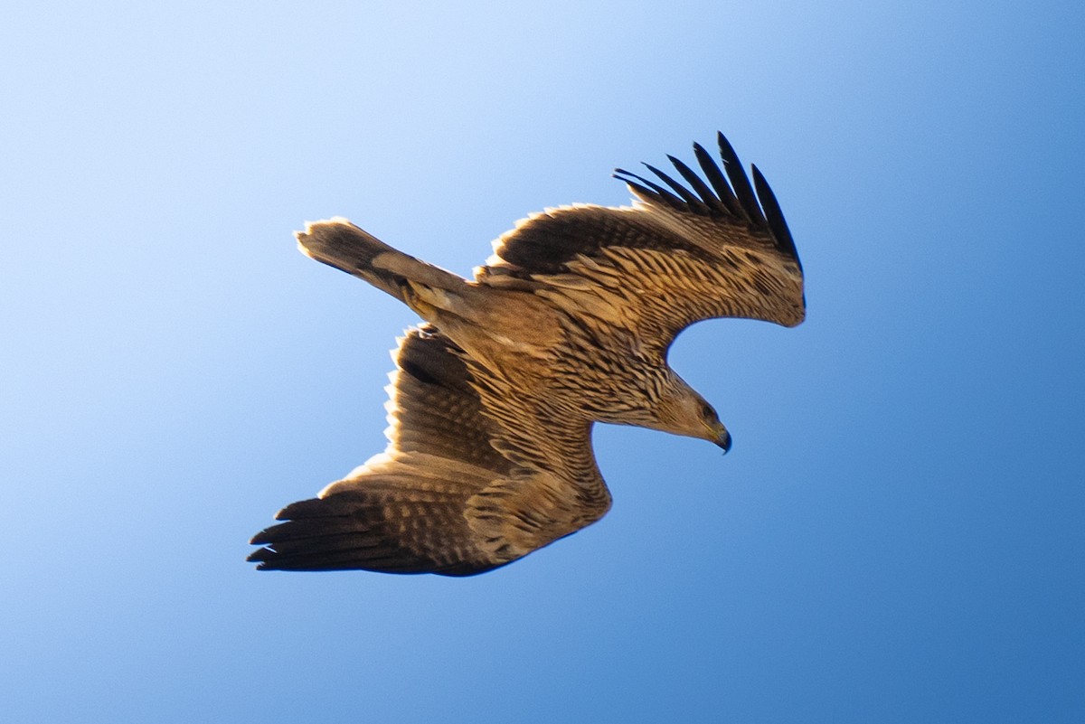 Eguzki-arrano eurasiarra - ML644577713