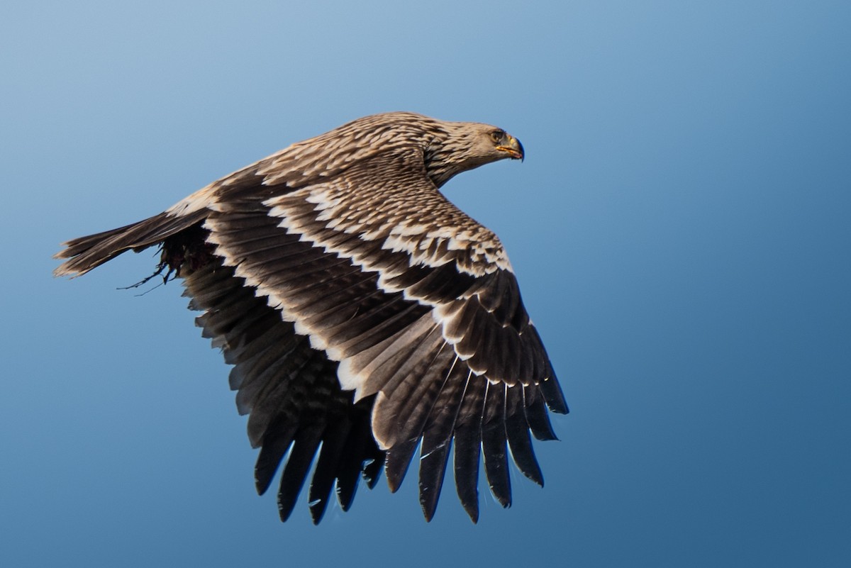 Eguzki-arrano eurasiarra - ML644577714