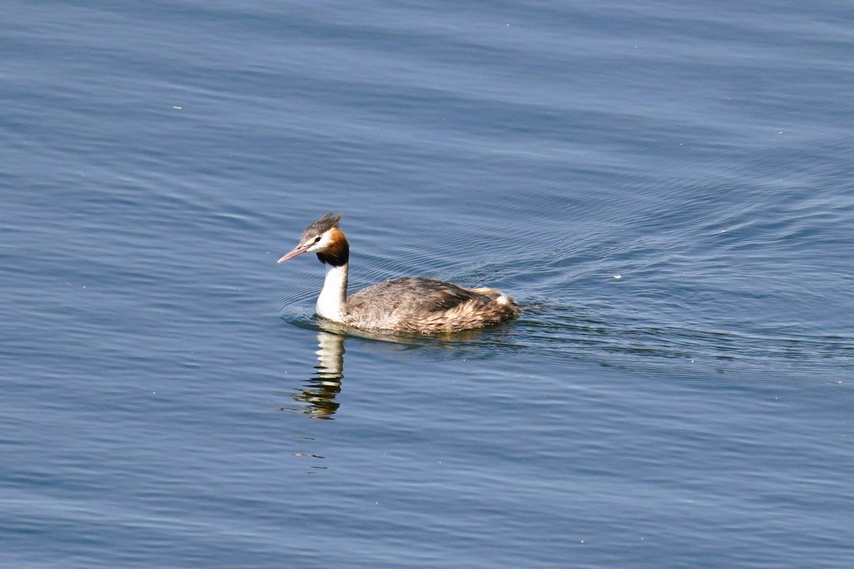 カンムリカイツブリ - ML644577716
