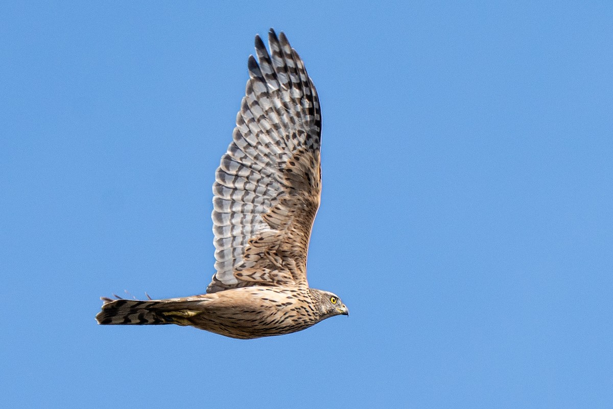 Яструб великий - ML644577717