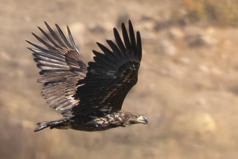 White-tailed Eagle - ML644577718