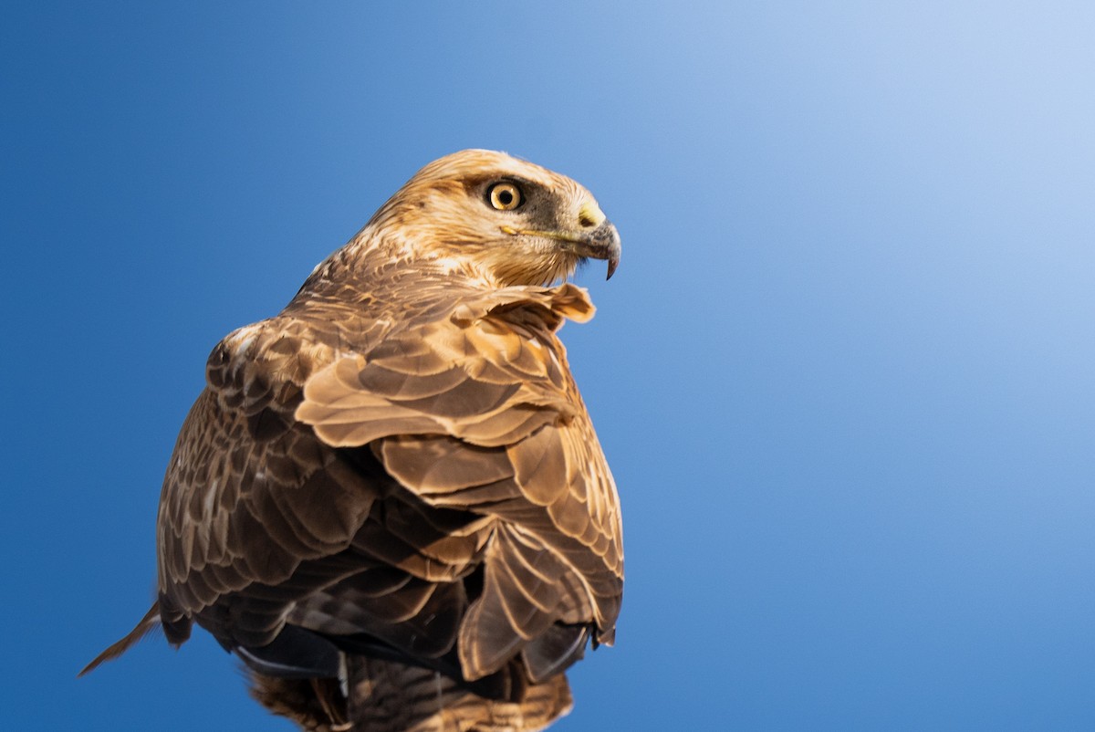 Long-legged Buzzard - ML644577720