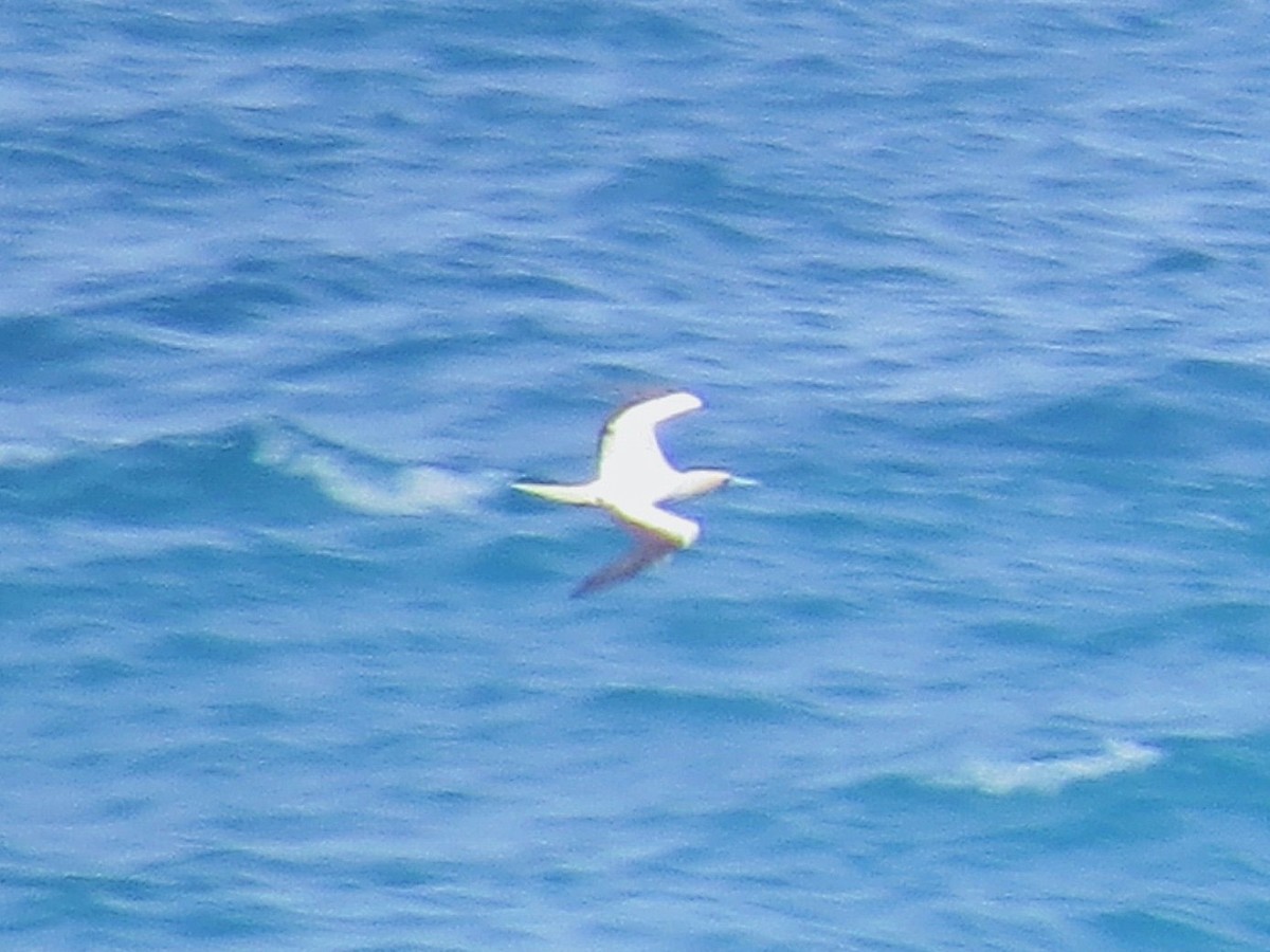 Red-footed Booby - ML644577723