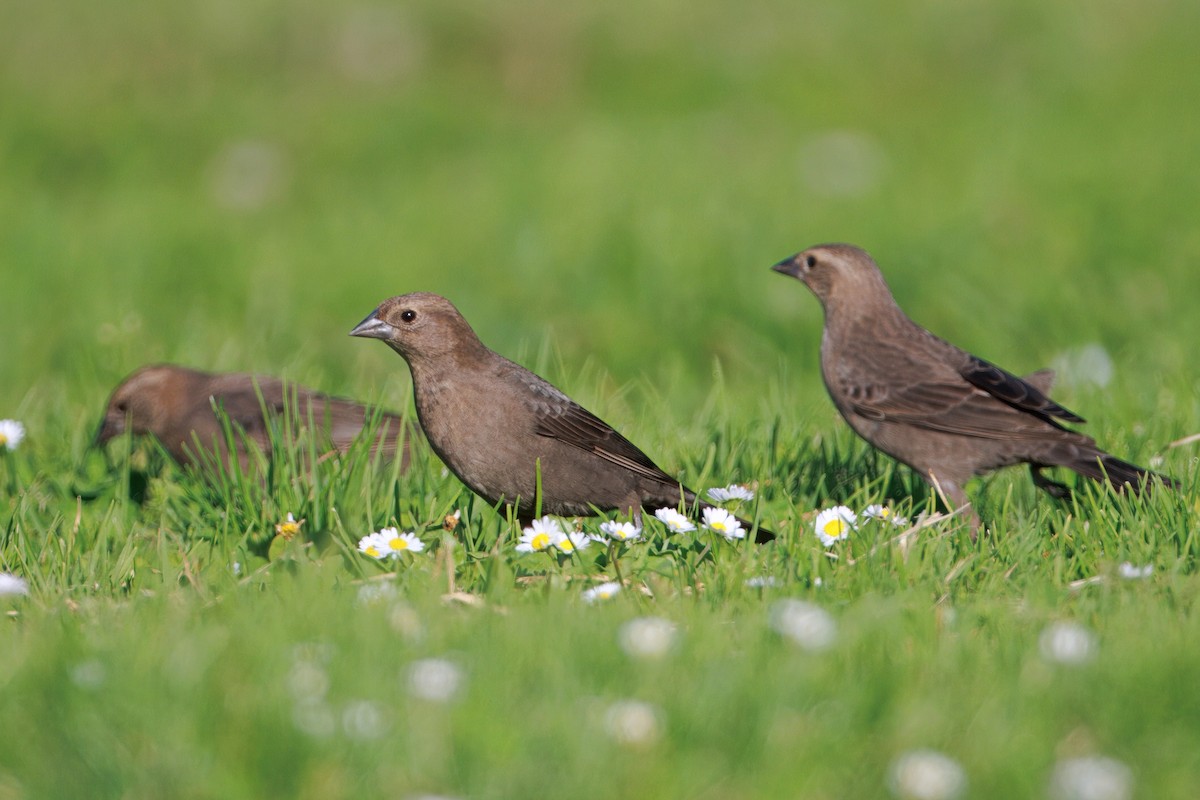 Brown-headed Cowbird - ML644577727