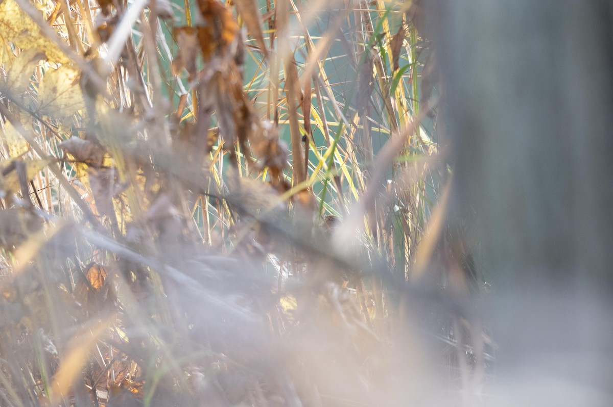 Common Reed Warbler - ML644577728