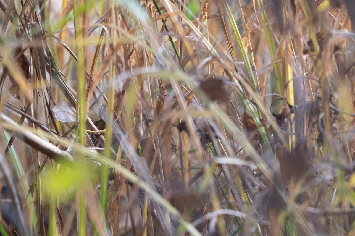 Common Reed Warbler - ML644577729