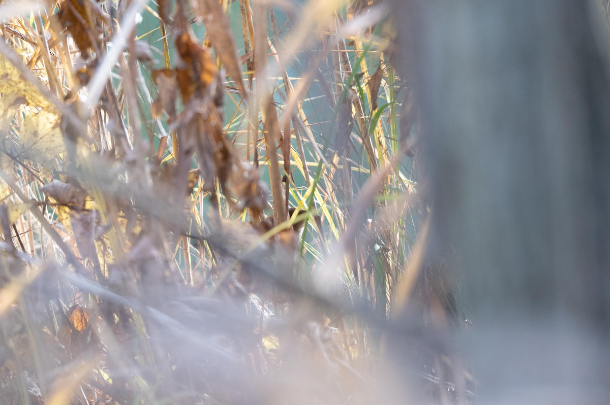 Common Reed Warbler - ML644577730