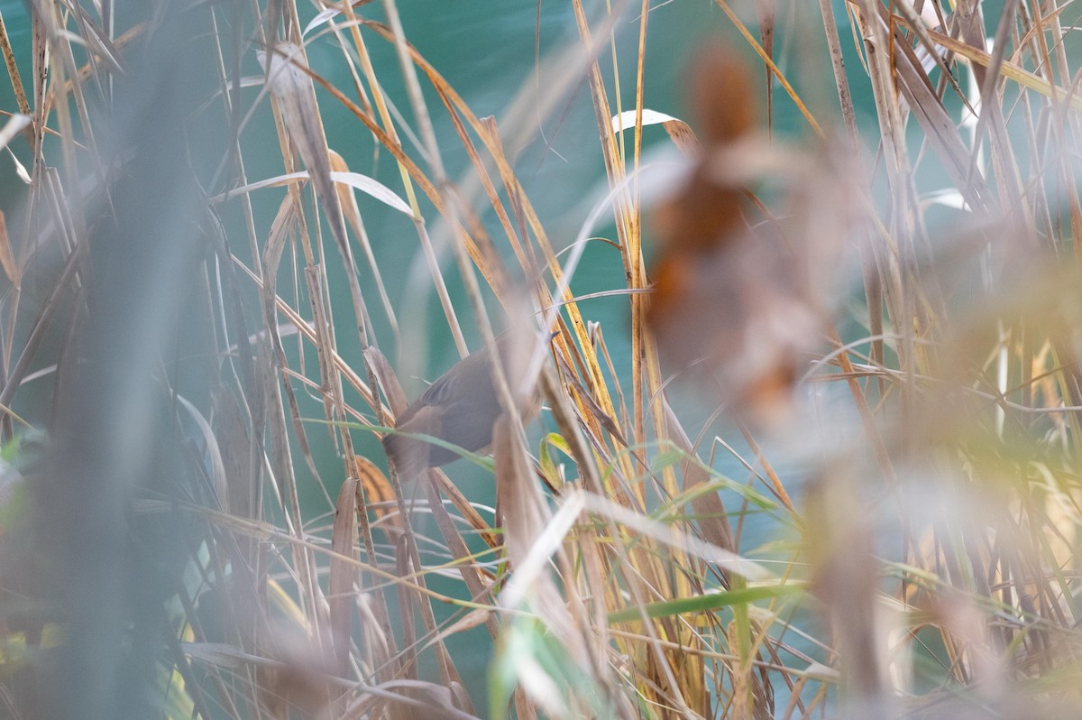 Common Reed Warbler - ML644577731