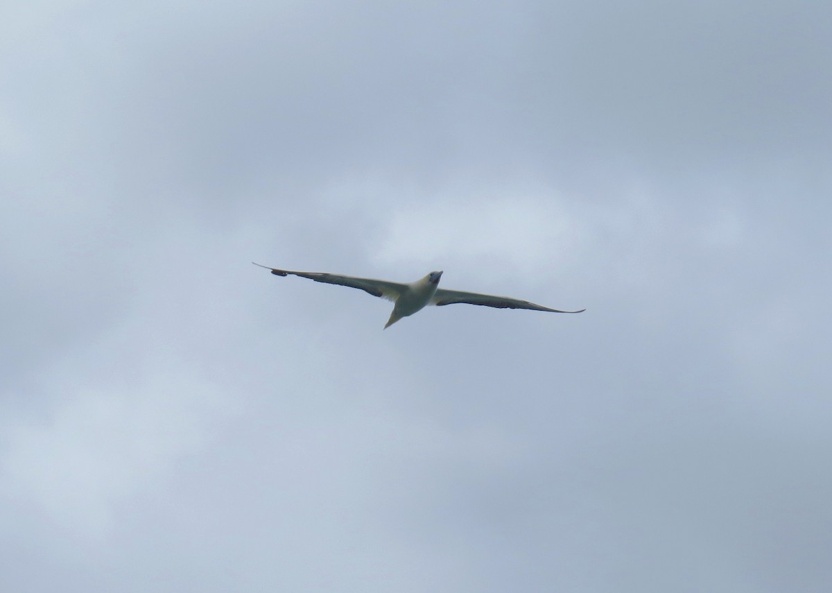 Red-footed Booby - ML644577733