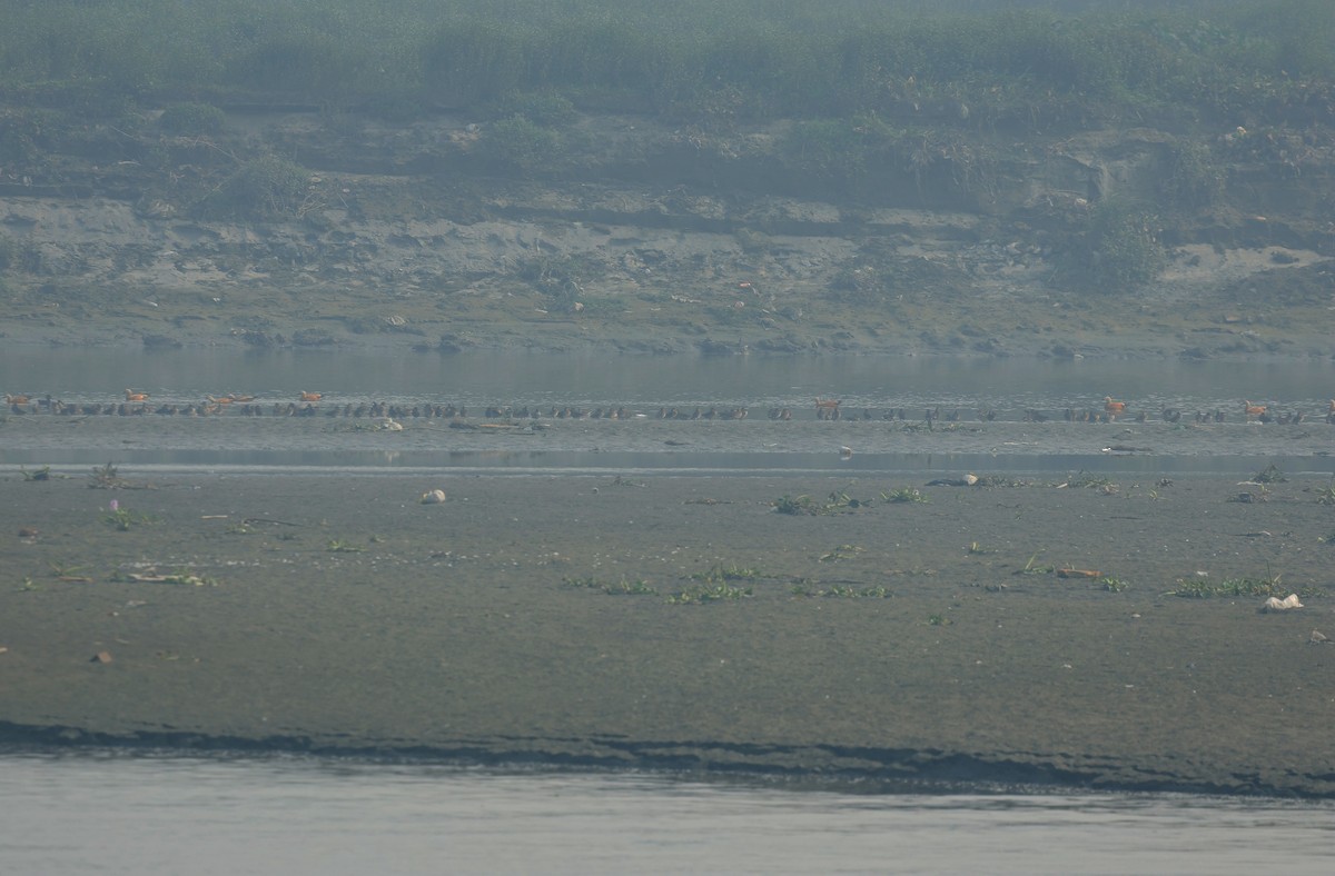 husice rezavá - ML644577743