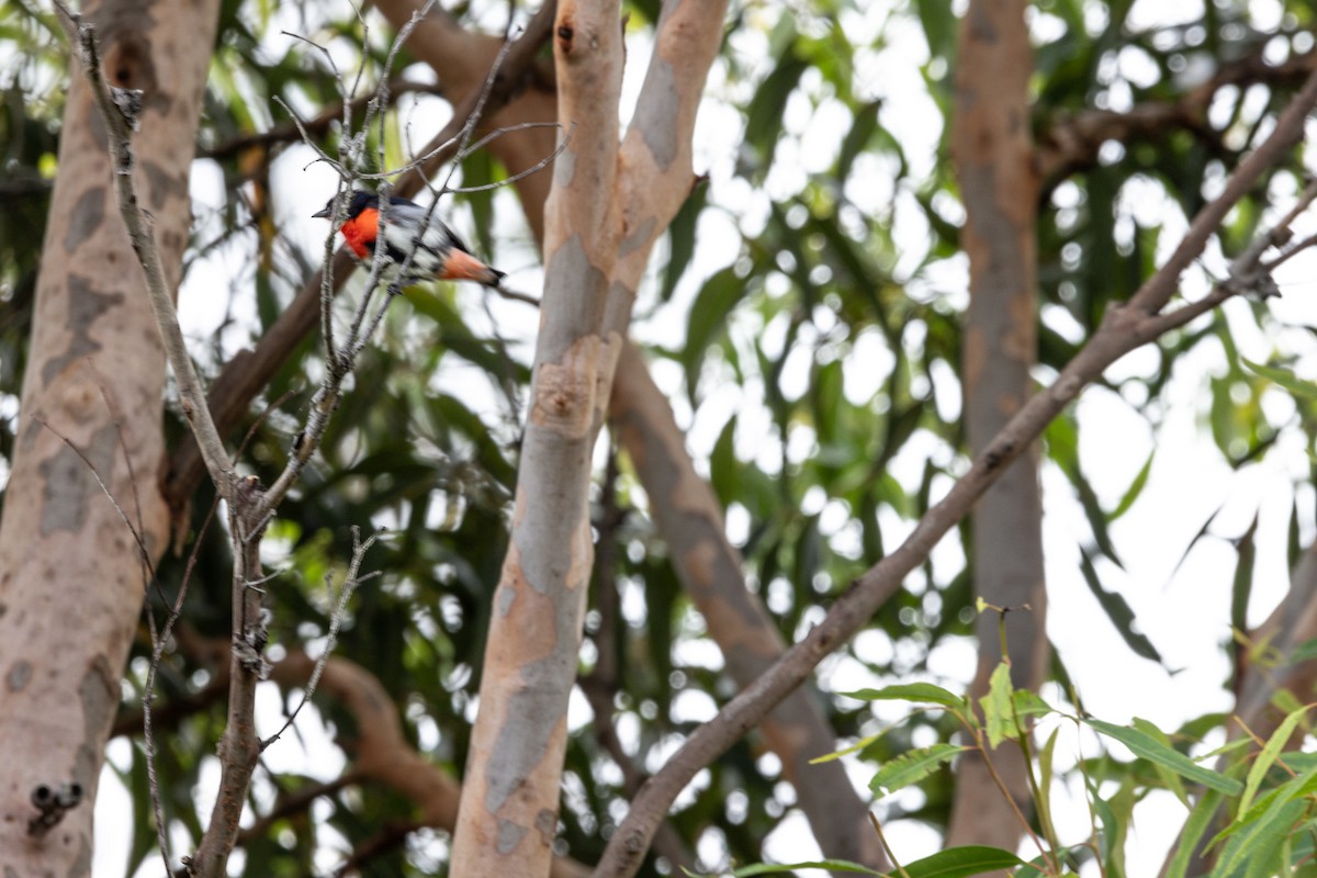 Mistletoebird - ML644577749