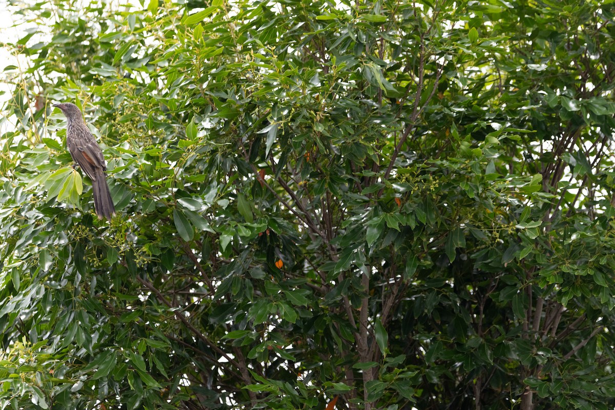 Little Wattlebird - ML644577760