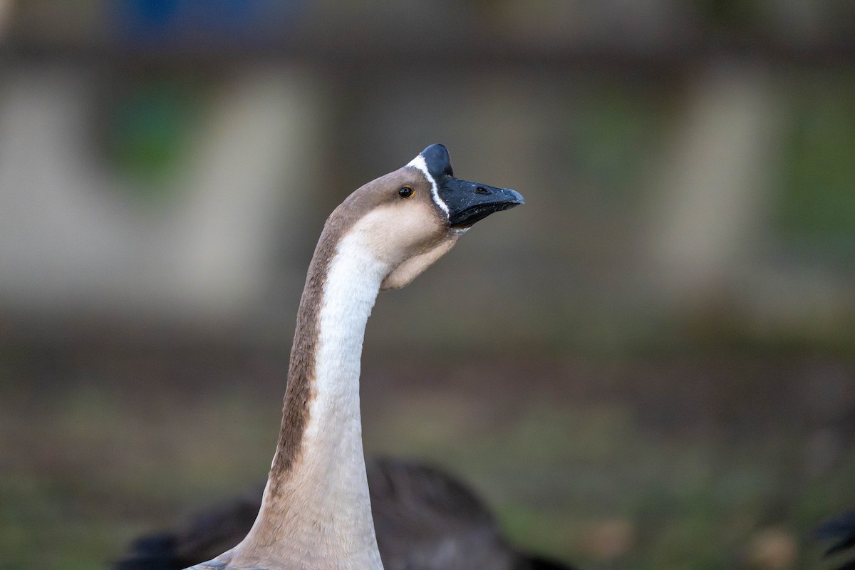 鴻雁(馴化) - ML644577766