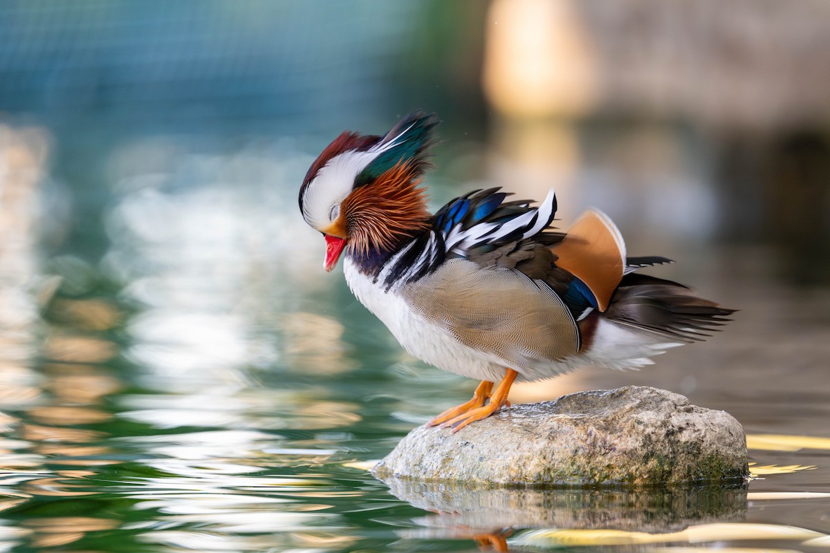 オシドリ - ML644577770