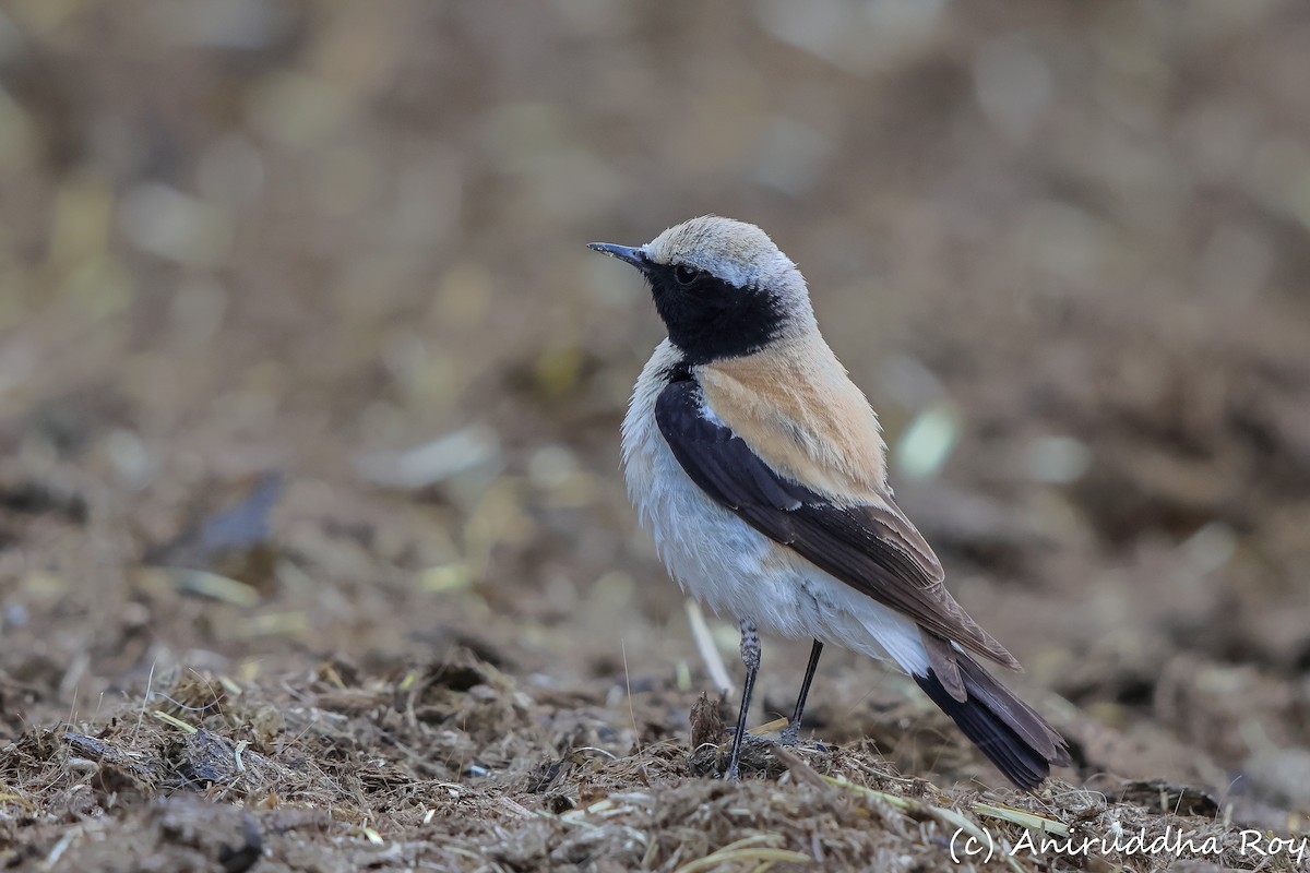 Desert Wheatear - ML644577774