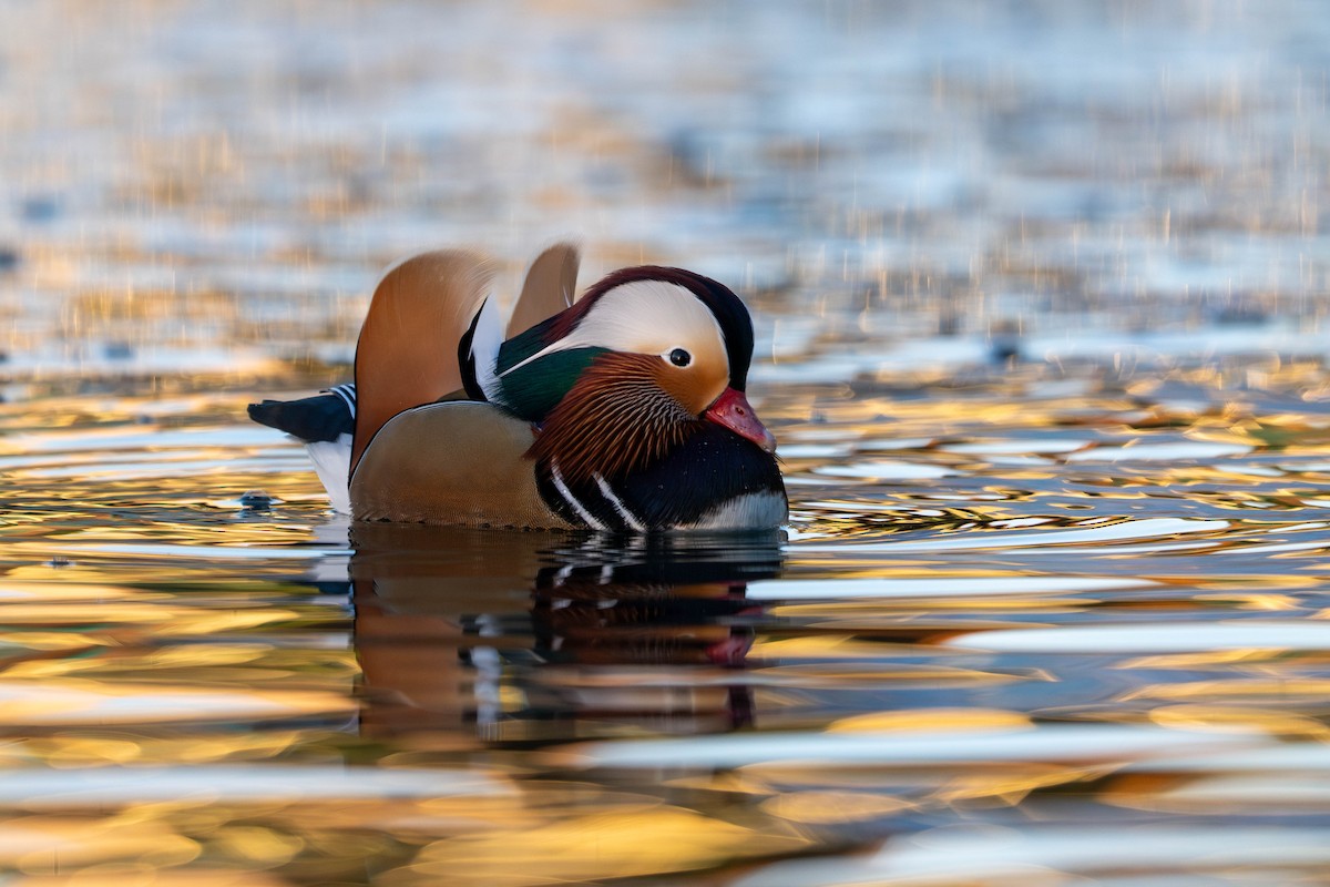 オシドリ - ML644577778