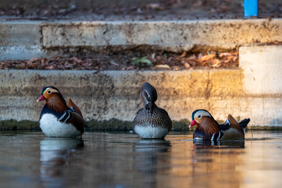 オシドリ - ML644577781