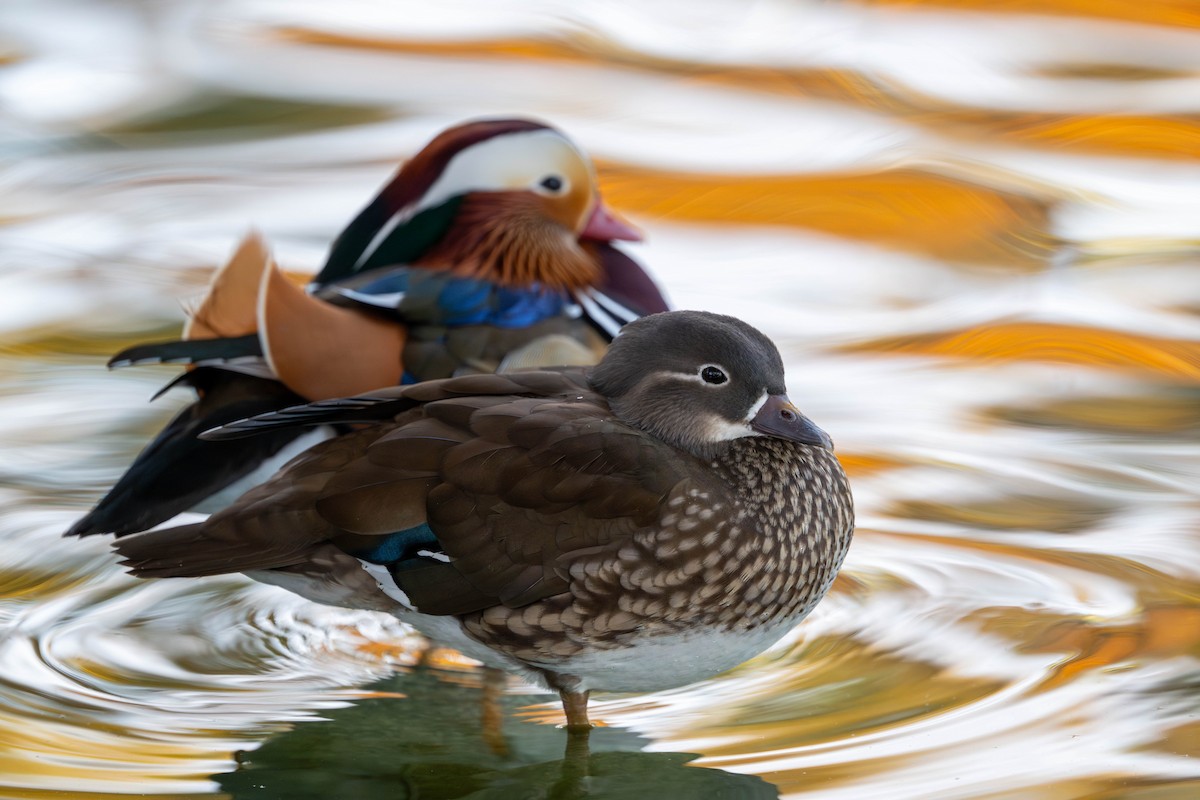 オシドリ - ML644577782