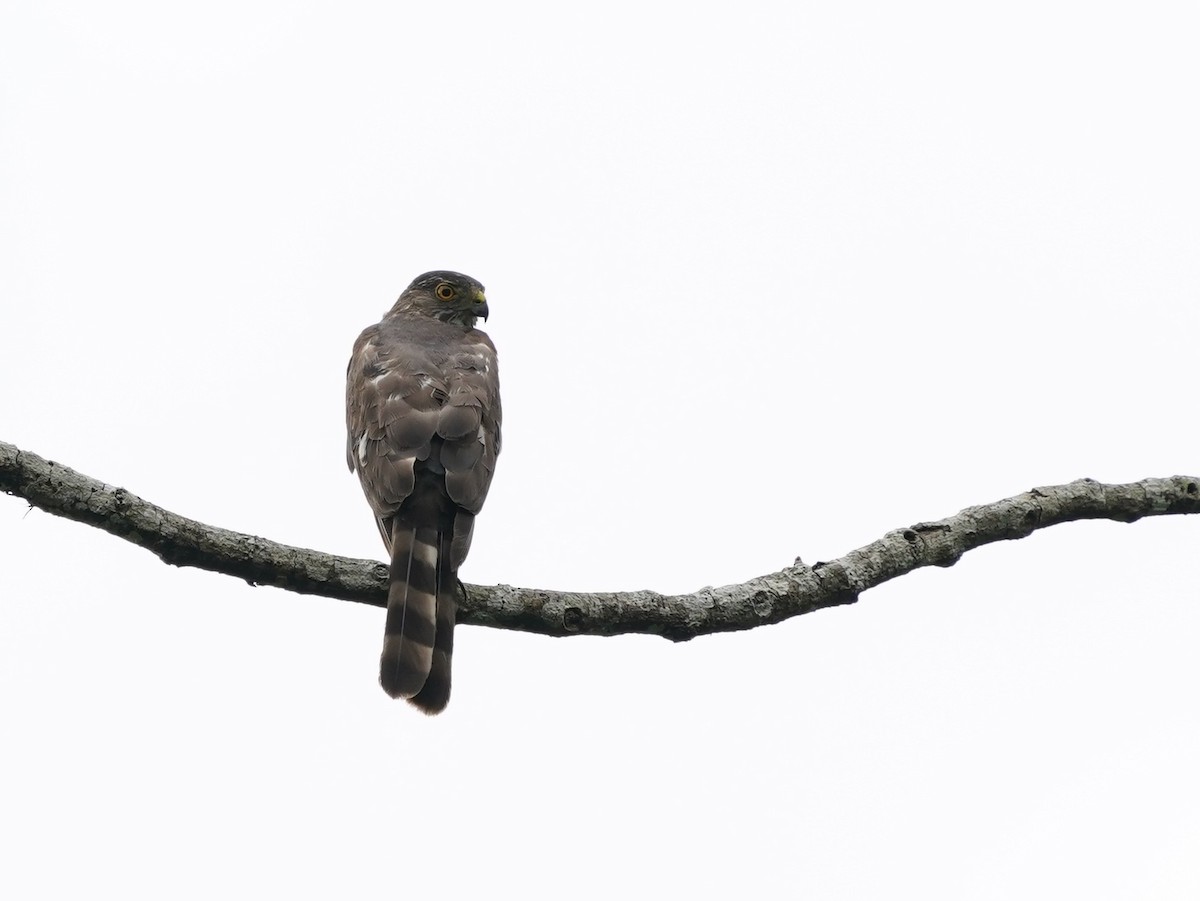 Besrasperber - ML644577783