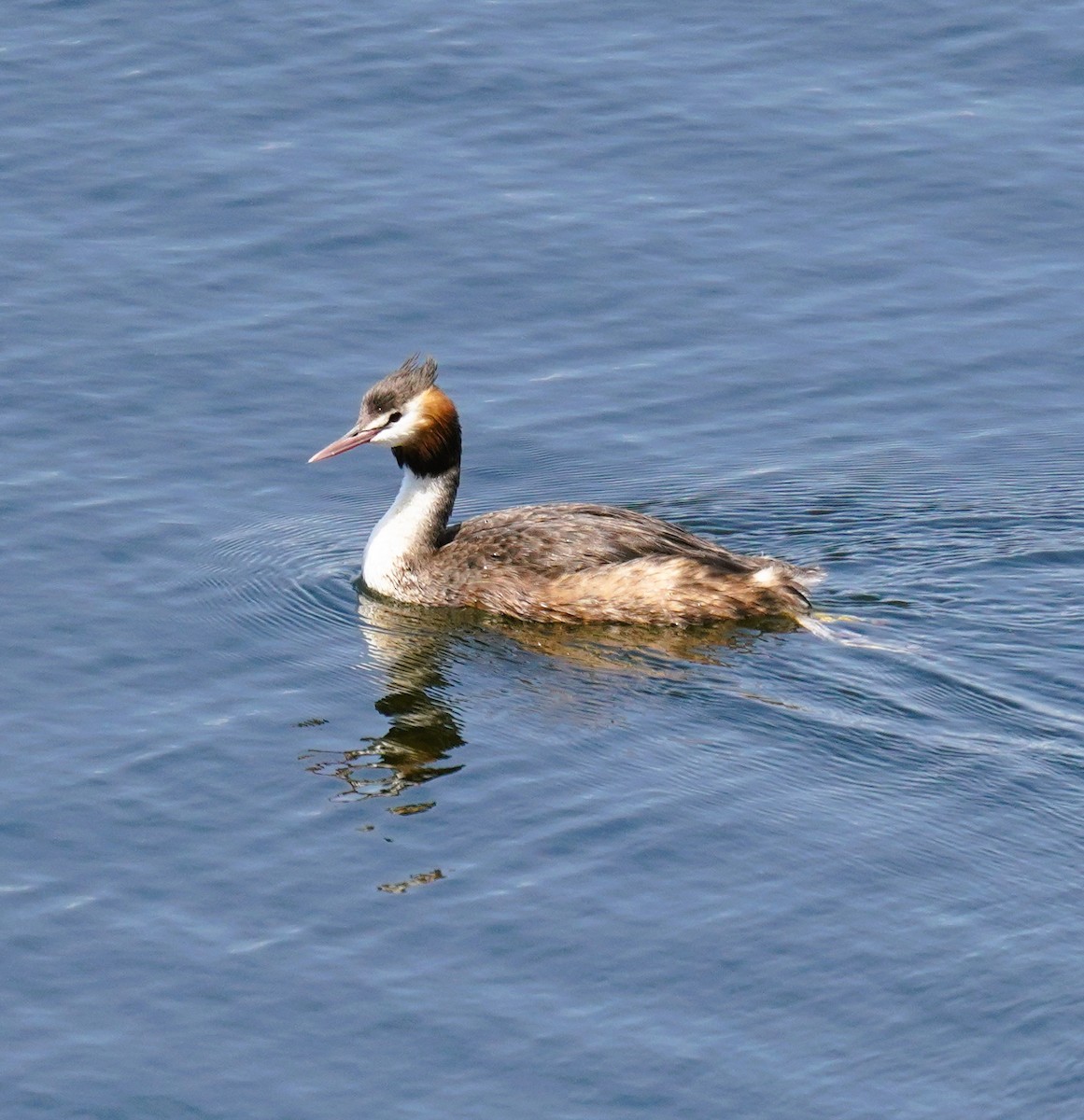 カンムリカイツブリ - ML644577787