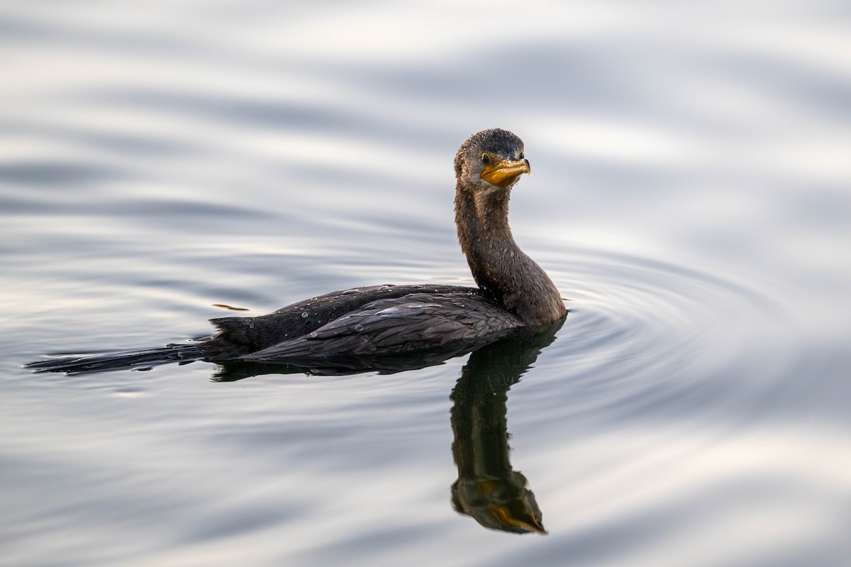 Double-crested Cormorant - ML644577791
