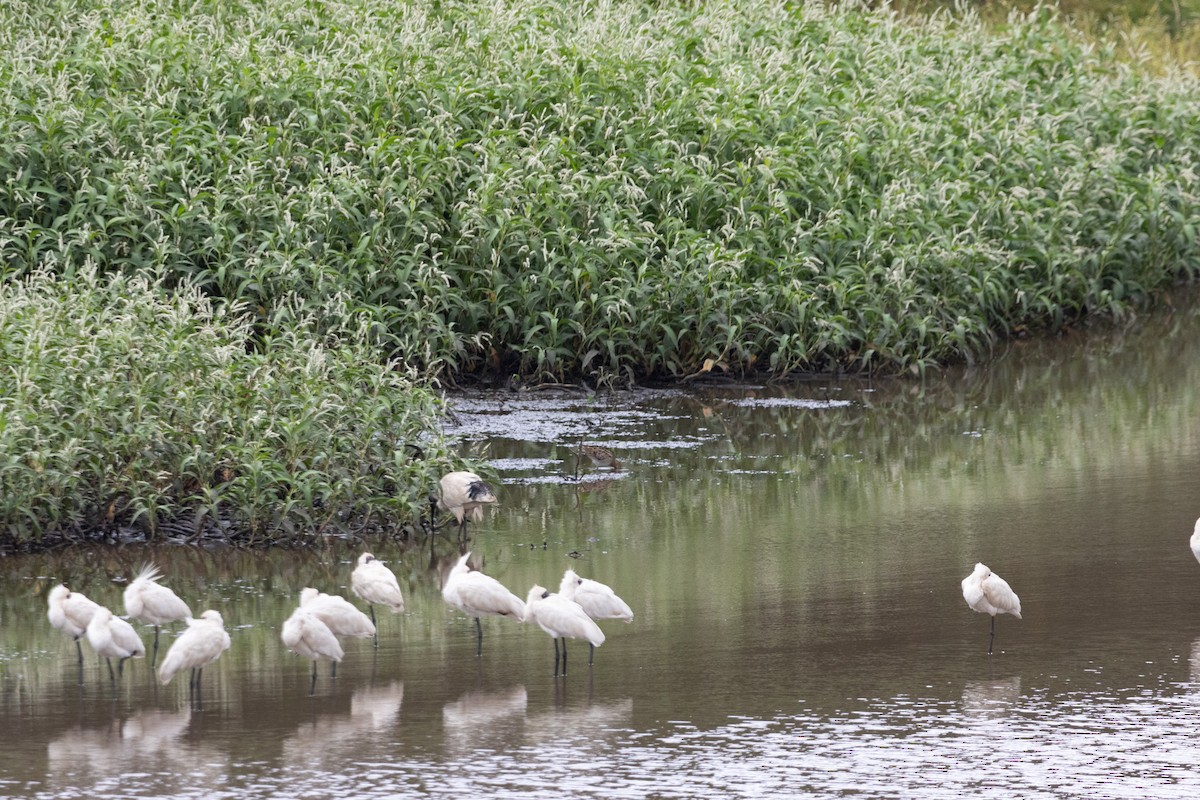 Mokozabal burubeltza - ML644577797