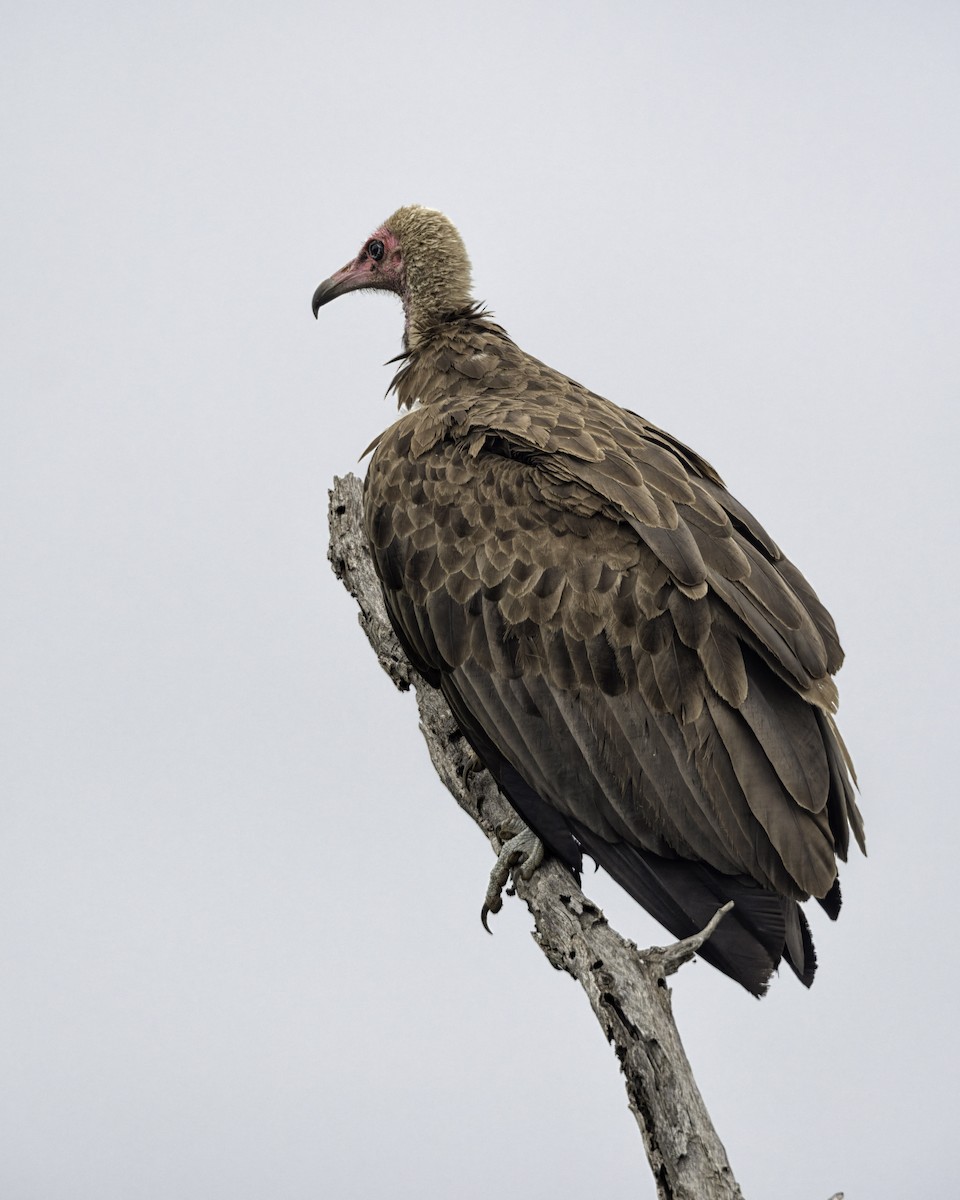 Hooded Vulture - ML644577799