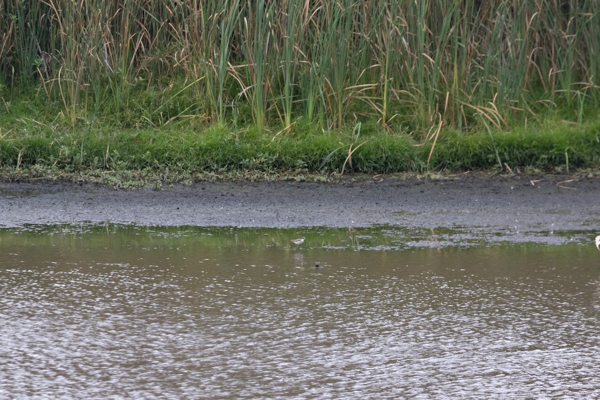 Red-kneed Dotterel - ML644577806