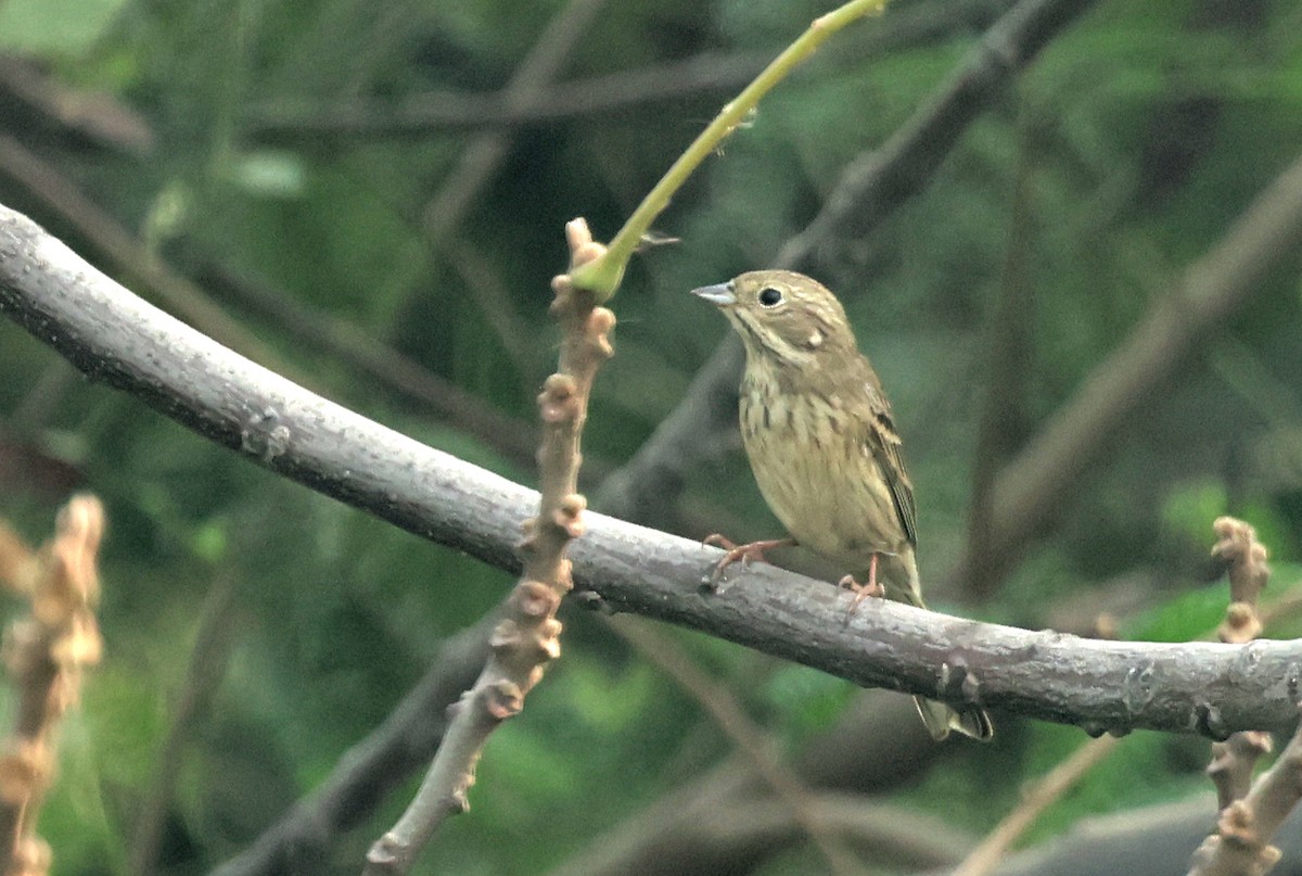 White-capped Bunting - ML644577809