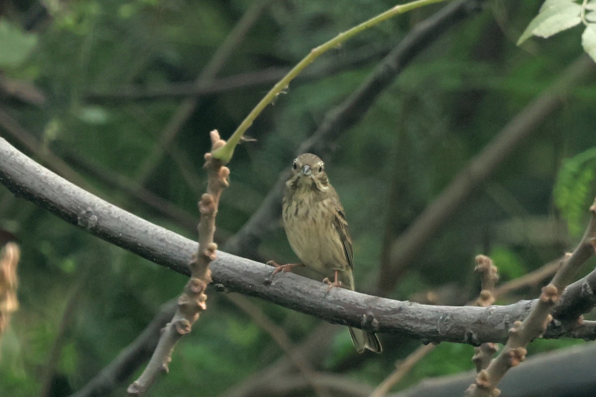 White-capped Bunting - ML644577811