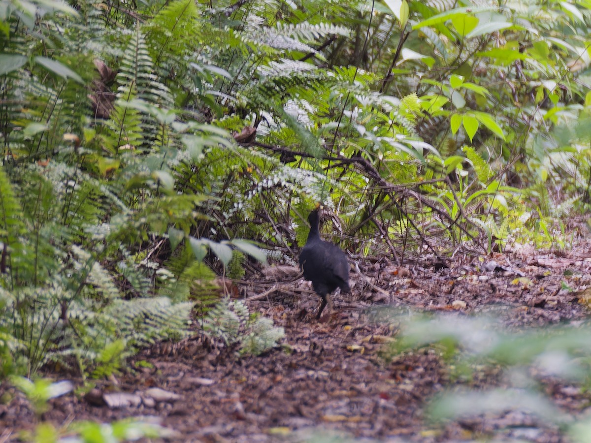 Mégapode de Freycinet - ML644577815