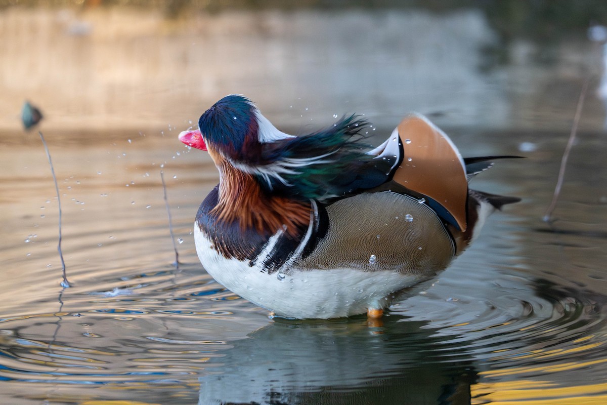 オシドリ - ML644577816