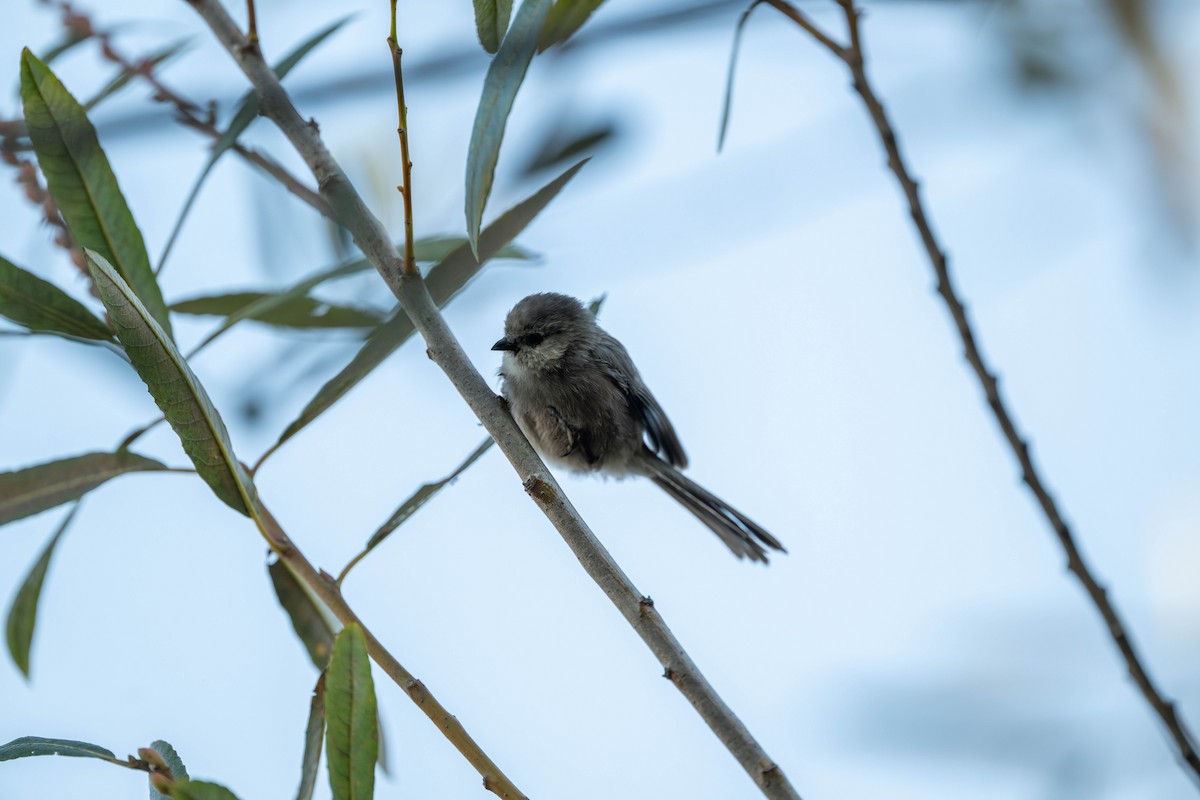 krattmeis - ML644577819