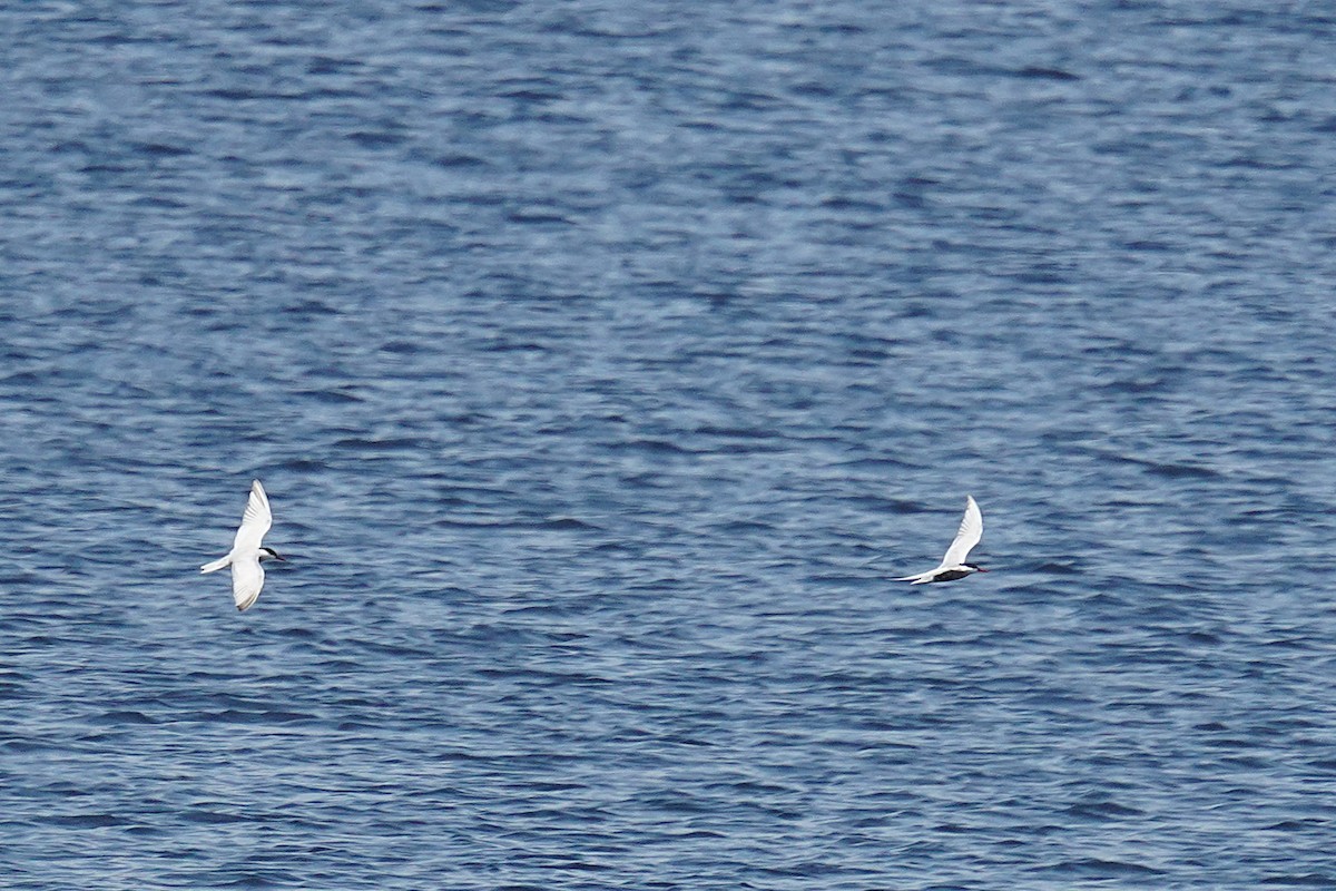 クロハラアジサシ - ML644577820