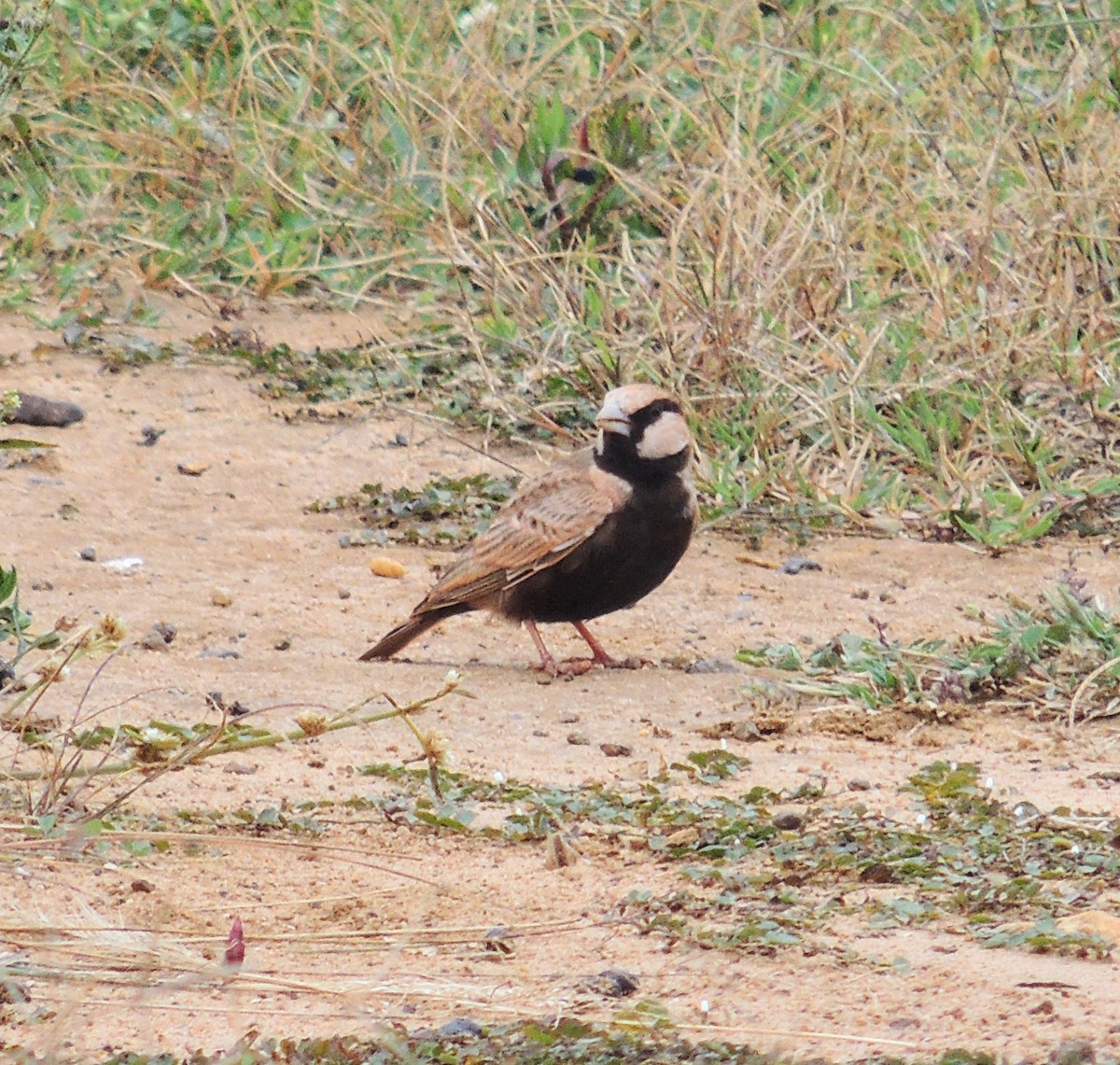 Ashy-crowned Sparrow-Lark - ML644577823
