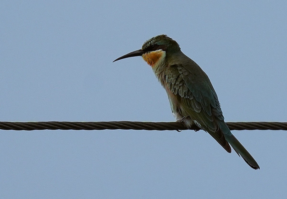 Blue-cheeked Bee-eater - ML644577844