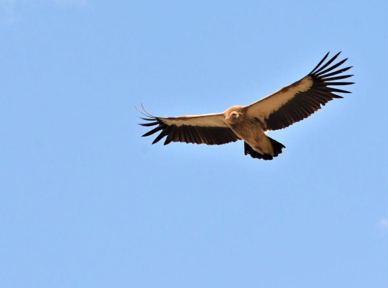 sup himálajský - ML644577845