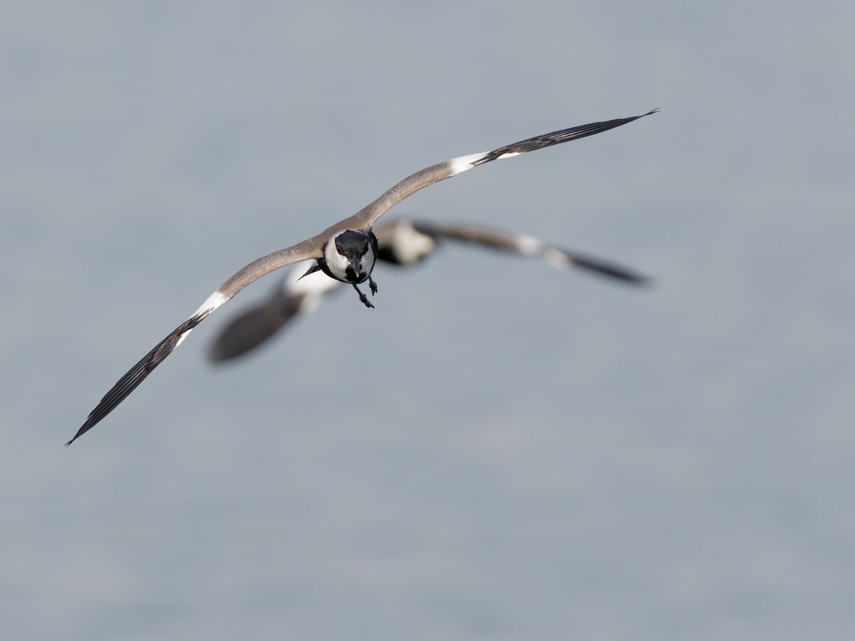 Hegabera ezproiduna - ML644577847