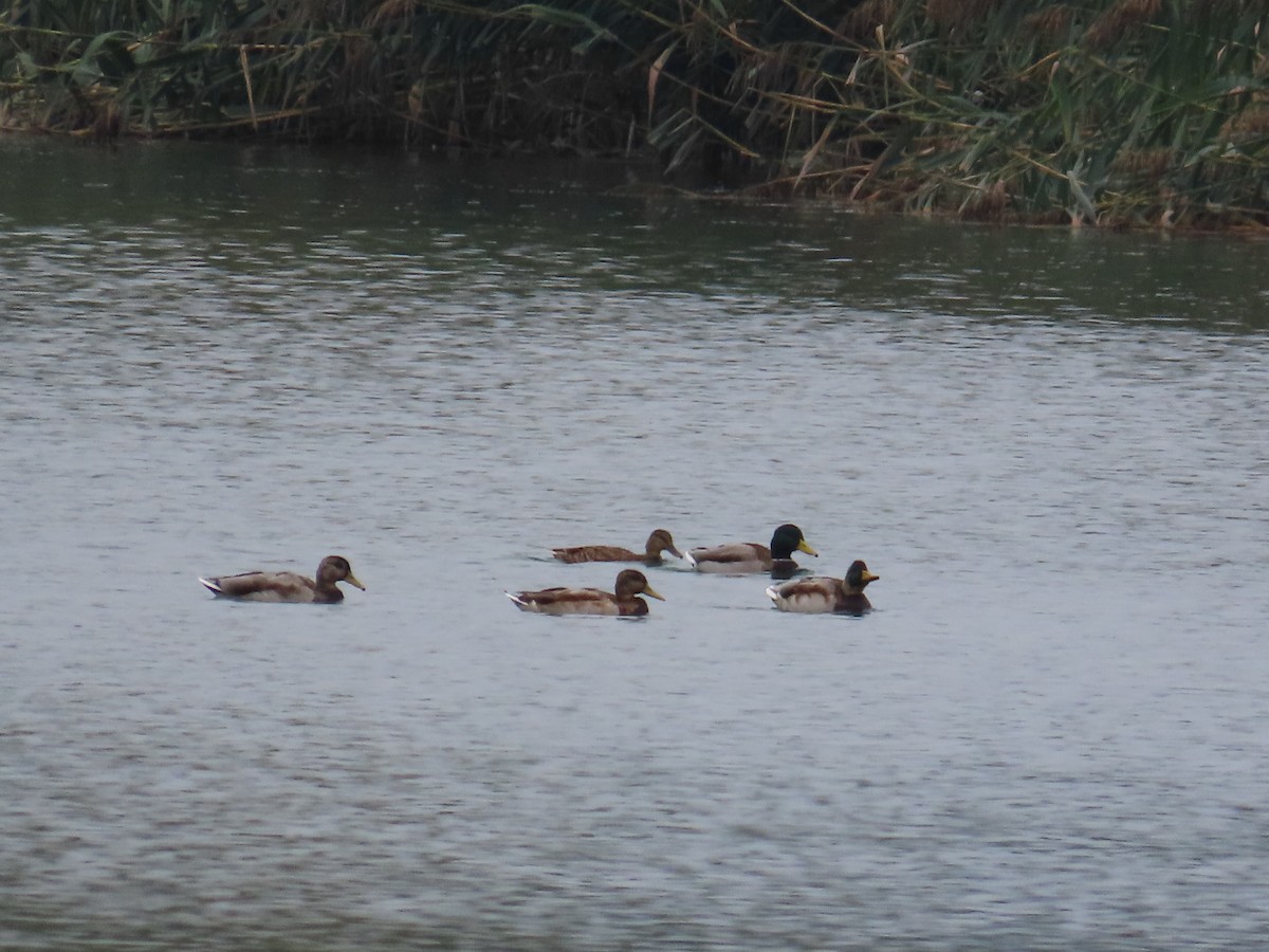 Canard colvert - ML644577848