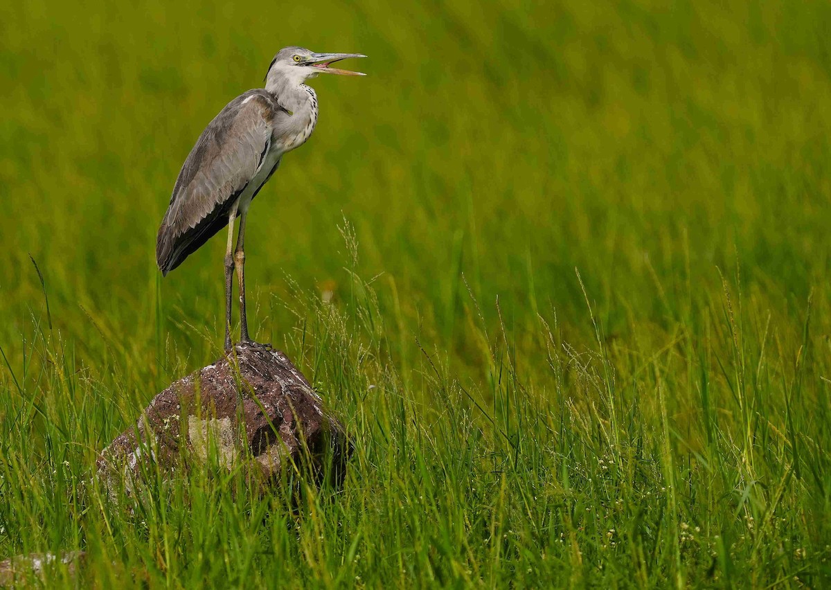 Gray Heron - ML644577852