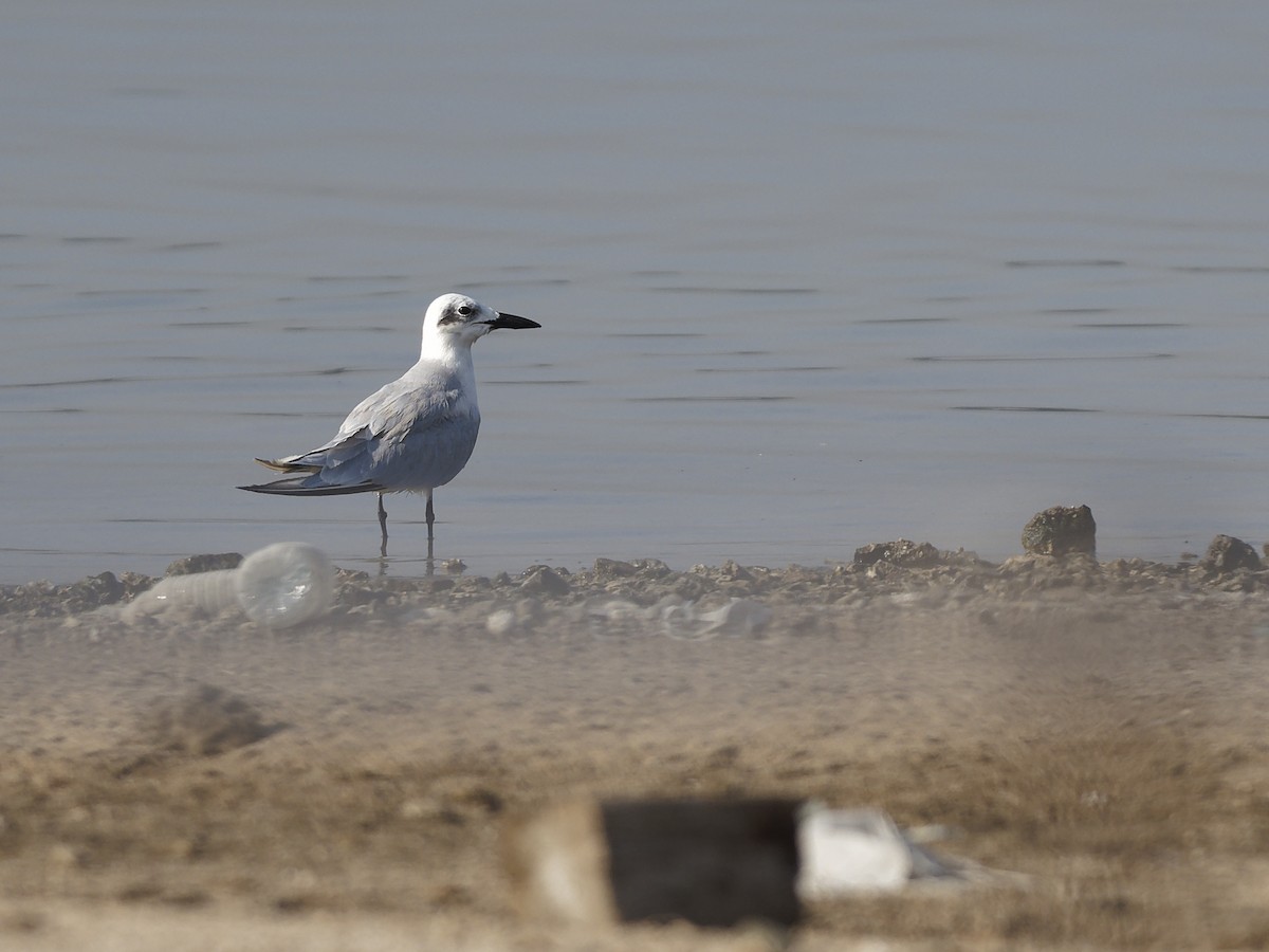 Txenada mokobeltza - ML644577853