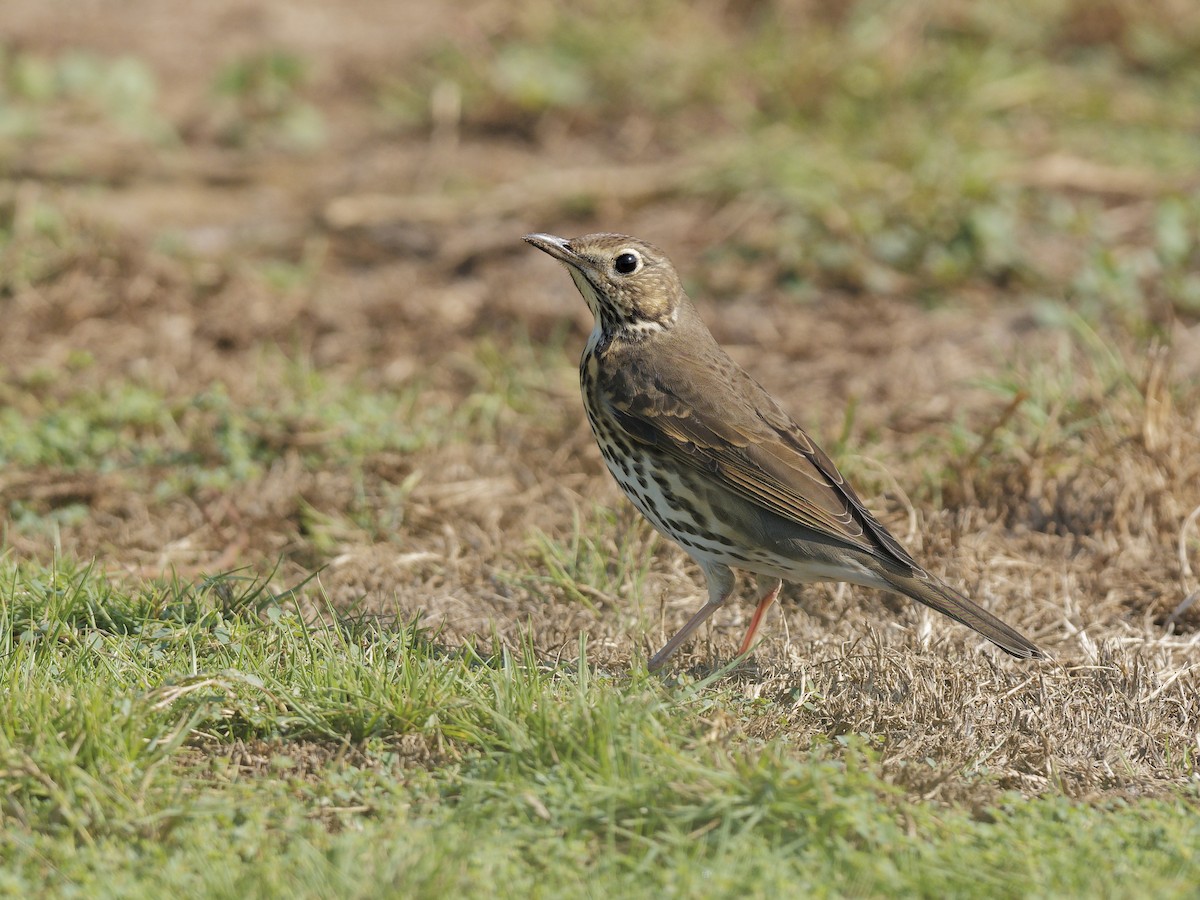 måltrost - ML644577855