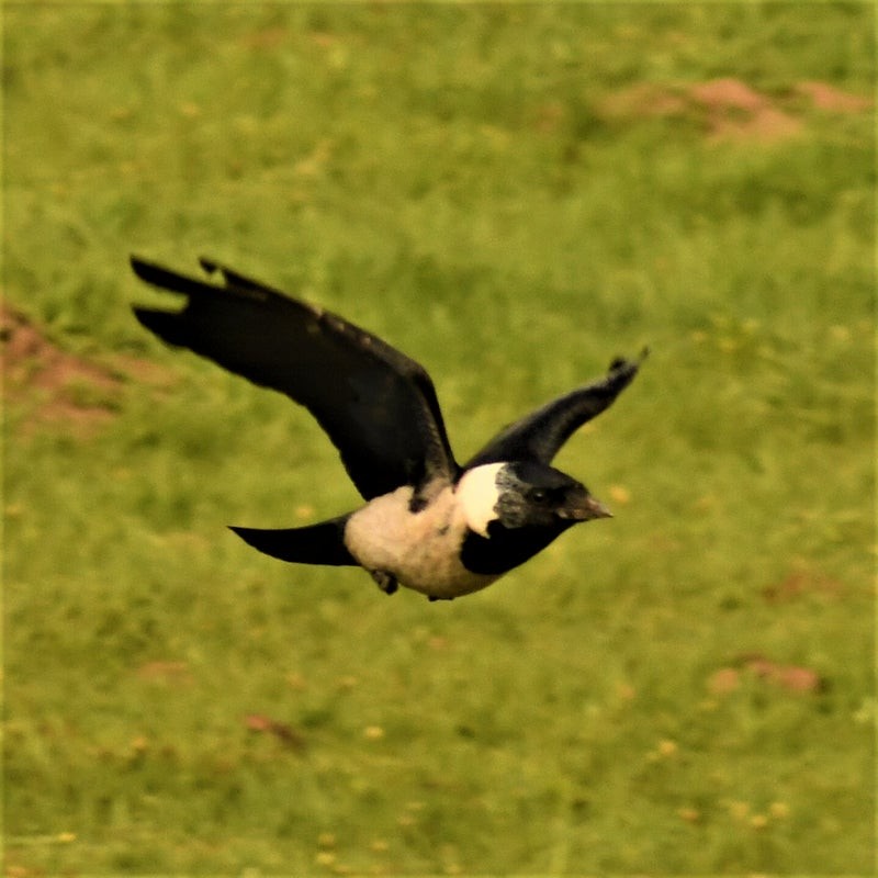 mongolkaie - ML644577857