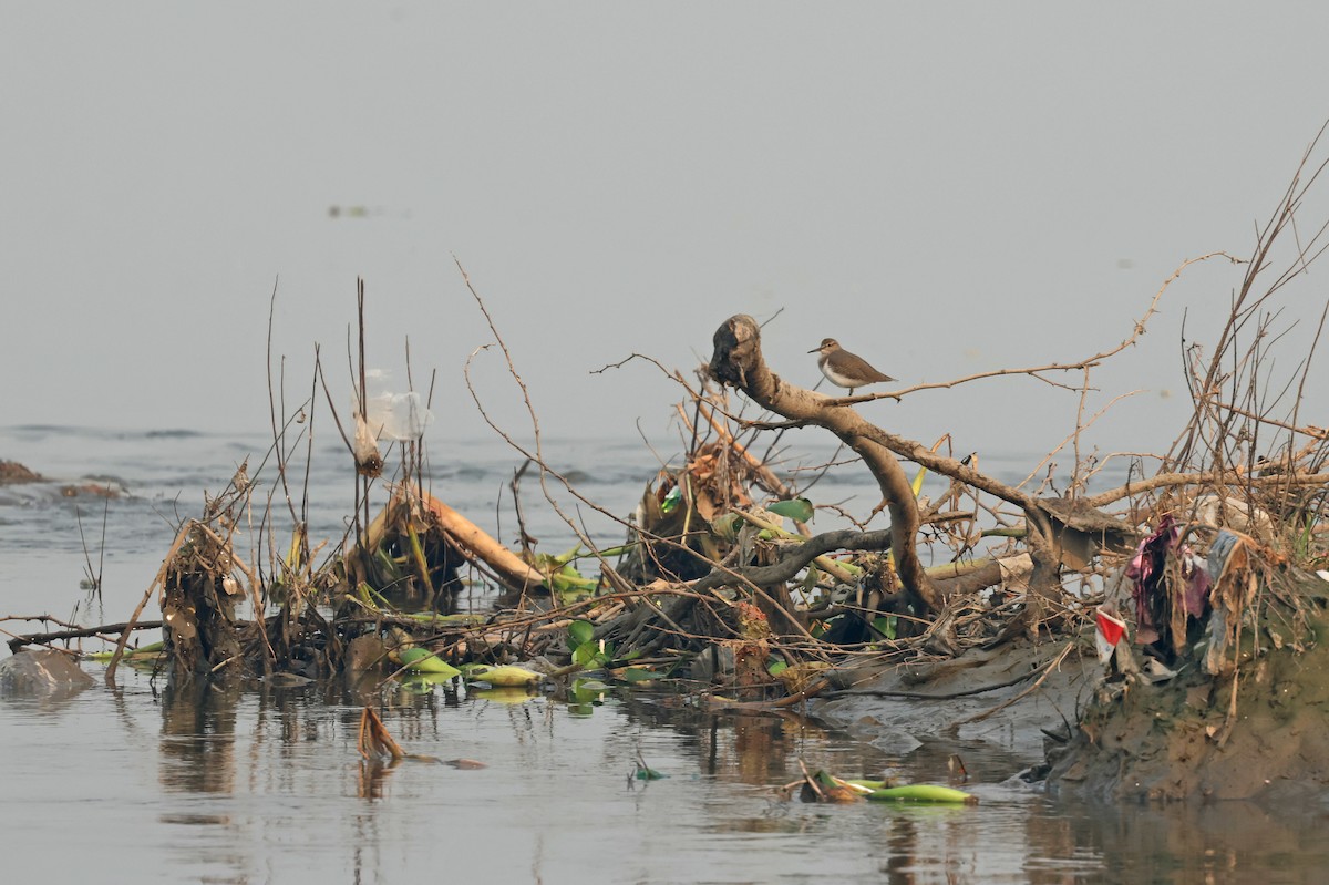 strandsnipe - ML644577858