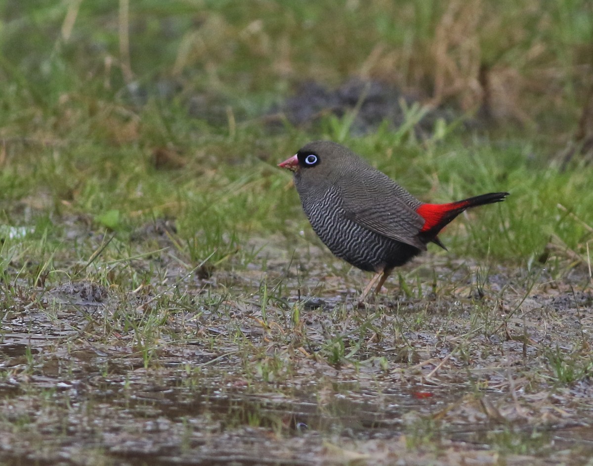 bandittastrild - ML644577859