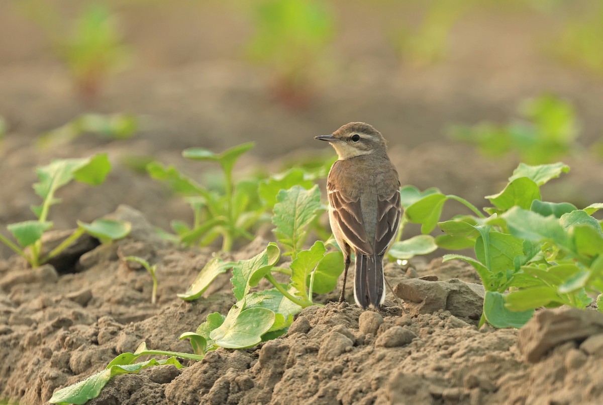 gulerle - ML644577860