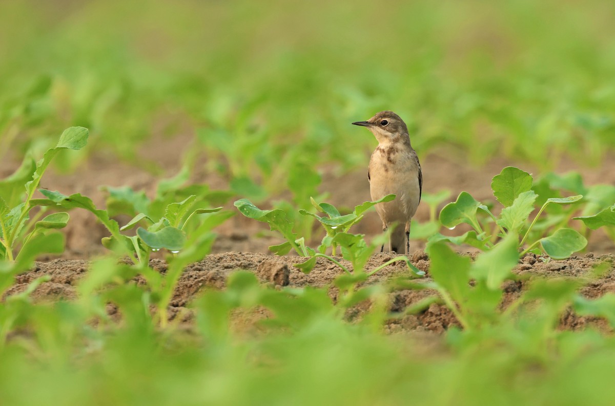 gulerle - ML644577861