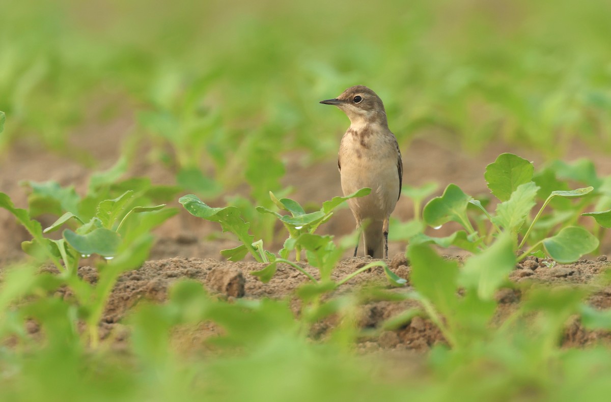 gulerle - ML644577862